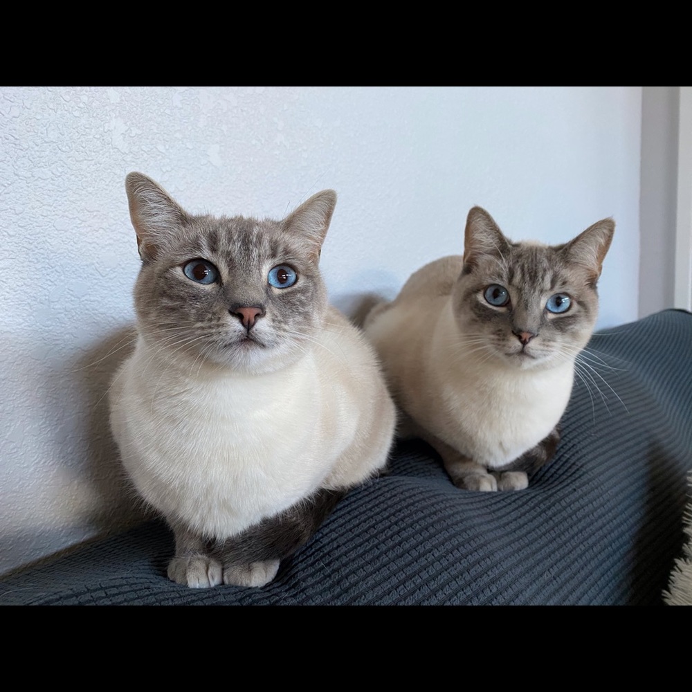 Meet your Posher, Jeannie POSH AMBASSADOR!!! 🐈🎉